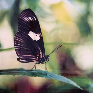 Photo print on metal of a closeup of a butterfly on a thin leaf with a blurred out background